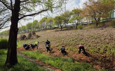 (사진)하남시, 생태계교란 식물 제거 나선다… 시민참여 봉사활동도 함께.jpg width: 100%; height : 150px