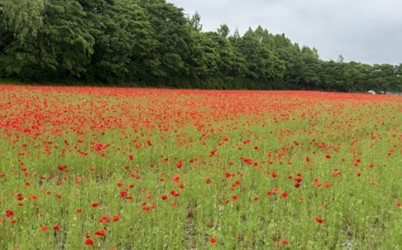 J.46114 복사.jpg width: 100%; height : 150px
