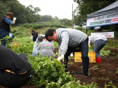 (0626)[장애인복지과]주광덕 남양주시장, 장애인과 함께한 하지 감자 캐기 체험…“따뜻한 연대의 자리로 자리매김하길”(사진1. 하지감자 캐는 주광덕 시장).jpg