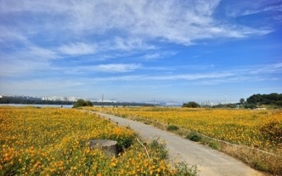 (1023)[하천공원관리과]남양주시 물의정원 및 팔당지구, 황화코스모스 만개로 시민과 관광객 발길 이어져(사진2).jpg