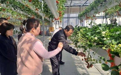 광주시 김충범 부시장, 곤지암읍 딸기 재배 농가 현장 방문 (1).jpg width: 100%; height : 150px