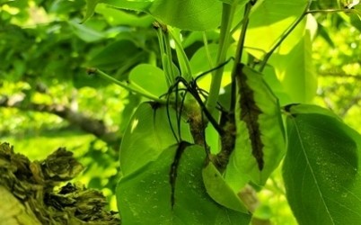 과수화상병+증상사진.jpg width: 100%; height : 150px